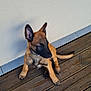 Chase participe au concours pour gagner de l'argent avec cette photo : dog, puppy, brown_fur, black_muzzle, sitting, wooden_deck, outdoor, pet, canine, young_dog, ears_up, looking_away, floor, wall, collar, animal, domestic_animal, quiet, resting, natural_light