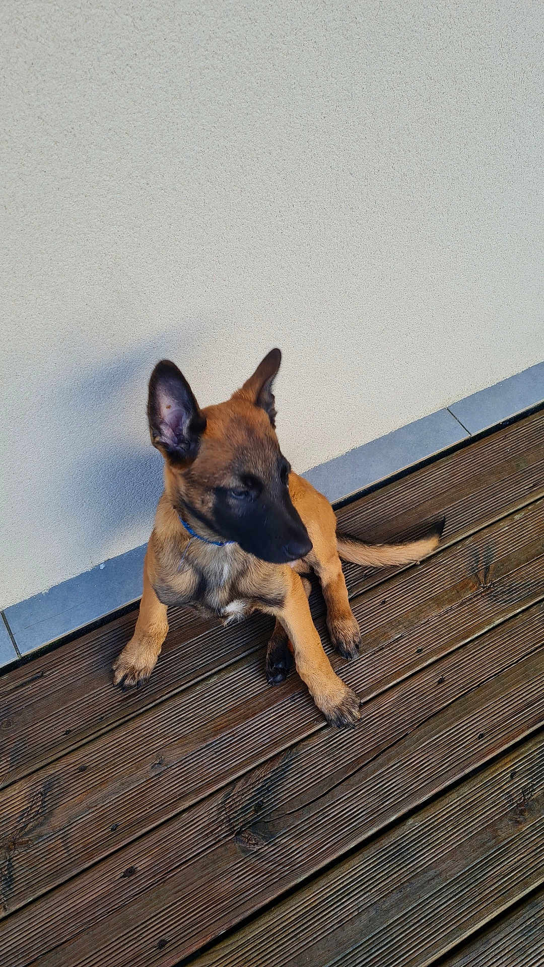 Chase participe au concours pour gagner de l'argent avec cette photo : dog, puppy, brown_fur, black_muzzle, sitting, wooden_deck, outdoor, pet, canine, young_dog, ears_up, looking_away, floor, wall, collar, animal, domestic_animal, quiet, resting, natural_light
