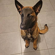 Chase participe au concours pour gagner de l'argent avec cette photo : dog, pet, animal, brown, black, sitting, kitchen, floor, tile, ears_up, looking_away, indoor, canine, fur, muzzle, tail, paws, appliance, cabinet, shadow