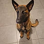 dog, pet, animal, brown, black, sitting, kitchen, floor, tile, ears_up, looking_away, indoor, canine, fur, muzzle, tail, paws, appliance, cabinet, shadow