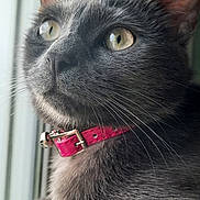 Tia participe au concours pour gagner de l'argent avec cette photo : cat, gray_cat, pet, indoor, window, collar, bell, fur, whiskers, animal, close_up, portrait, looking_out, domestic_cat, feline, soft_texture, yellow_eyes, curious, resting, house_pet