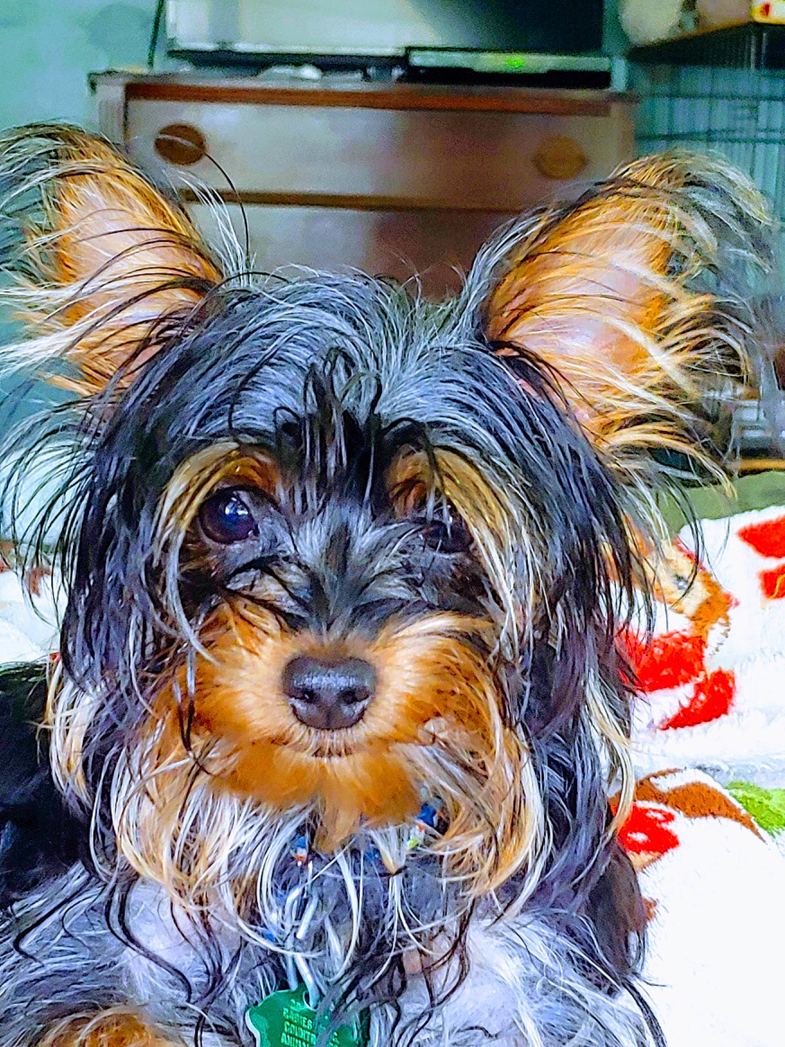 Wee-man joined the competition — help win amazing prizes! art, canidae, carnivore, companion_dog, dog, dog_breed, dog_supply, fictional_character, fur, illustration, non_sporting_group, paint, painting, small_terrier, snout, sporting_group, terrier, toy_dog, visual_arts, working_animal