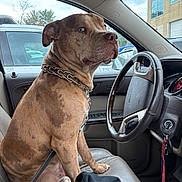 Bluey is registered to the contest to win money with this photo: dog, car, steering_wheel, leather_seat, chain_collar, window, keys, parking_lot, vehicle, building, leash, interior, dashboard, side_mirror, seat, seatbelt, sky, tree, door, reflection