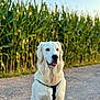 dog, golden_retriever, animal, pet, outdoor, nature, cornfield, gravel_path, sunlight, fur, canine, sitting, happy, tongue_out, daylight, greenery, rural, summer, portrait, harness