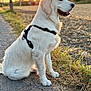 dog, golden_retriever, animal, pet, outdoor, sunset, grass, path, harness, nature, canine, fur, sitting, side_view, sunlight, peaceful, mammal, field, portrait, daylight