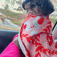 Saya participe au concours pour gagner de l'argent avec cette photo : animal, blanket, car_interior, companion, cozy, curious, dog, domestic_animal, fluffy, fur, indoors, pattern, pet, pink, portrait, red, resting, seated, side_view, window