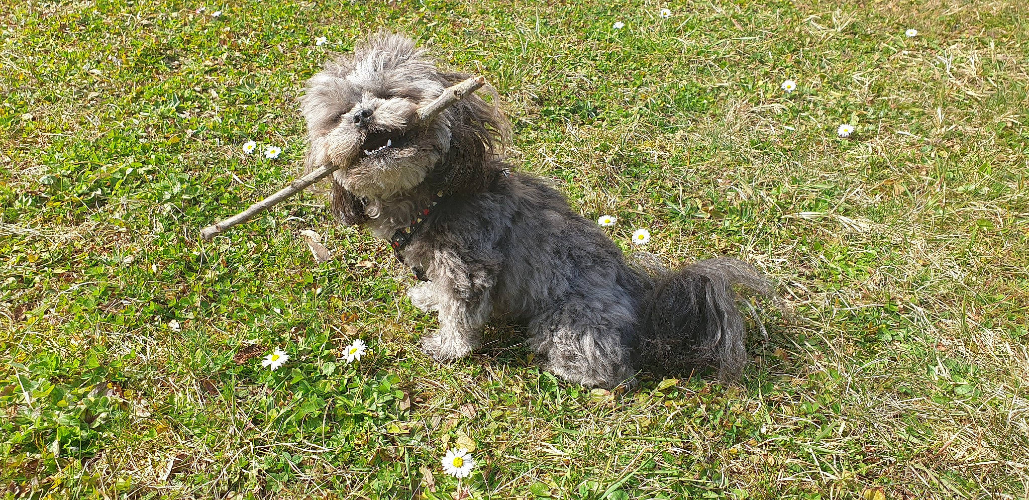 Saya a rejoint le concours — aidez-le/la à gagner de superbes lots ! canidae, carnivore, companion_dog, dog, dog_breed, fur, grass, groundcover, liver, non_sporting_group, small_terrier, soil, sporting_group, tail, terrestrial_animal, terrier, toy_dog, water_dog, working_animal