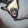 Cash joined the competition — help win amazing prizes! dog, pet, bed, pillow, tongue_out, collar, black_and_tan, sleeping, upside_down, indoor, cozy, canine, resting, fur, cute, tongue, animal, home, relaxed, funny