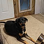 Cash is registered to the contest to win money with this photo: dog, carpet, metal_bowl, door, dog_door, floor, indoor, pet, animal, resting, looking, collar, tan_and_black, canine, home, quiet, waiting, relaxed, flooring, furniture