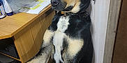 Cash is registered to the contest to win money with this photo: dog, indoor, carpet, wooden_desk, paw, black_and_tan, white_chest, handshake, sitting, wall_paneling, water_bottle, papers, door, collar, pet, animal, floor, furniture, person_hand, shoes