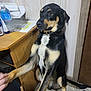 dog, indoor, carpet, wooden_desk, paw, black_and_tan, white_chest, handshake, sitting, wall_paneling, water_bottle, papers, door, collar, pet, animal, floor, furniture, person_hand, shoes