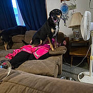 Cash is registered to the contest to win money with this photo: dog, couch, person, living_room, blanket, remote_control, window, curtains, lamp, fan, carpet, table, decorations, shelf, dog_bowl, brown_furniture, indoor, pet, relaxing, home