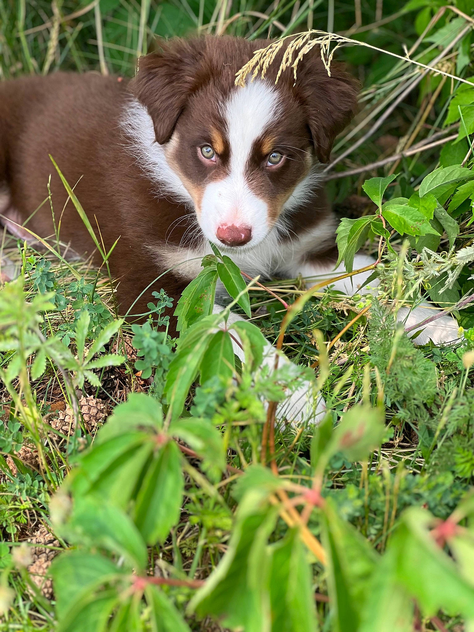 Chief is registered to the contest to win money with this photo: botany, carnivore, companion_dog, dog, dog_breed, fawn, fur, grass, groundcover, leaf, liver, natural_landscape, plant, recipe, sporting_group, terrestrial_animal, terrestrial_plant, whiskers, wildlife, working_animal