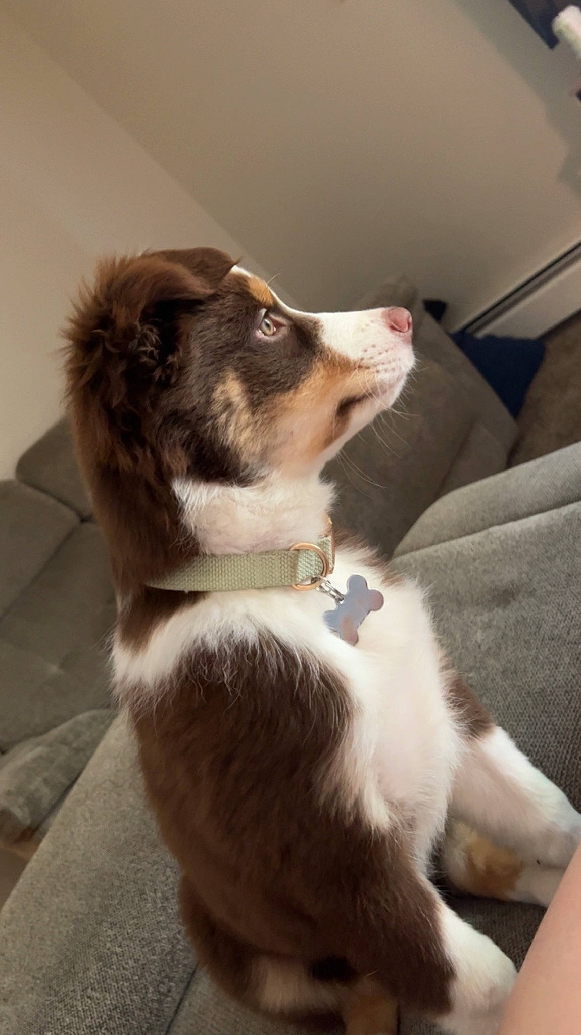 Chief joined the competition — help win amazing prizes! canidae, carnivore, collar, comfort, companion_dog, dog, dog_breed, fawn, foot, fur, jaw, non_sporting_group, paw, snout, sporting_group, tail, terrestrial_animal, whiskers, working_animal, working_dog