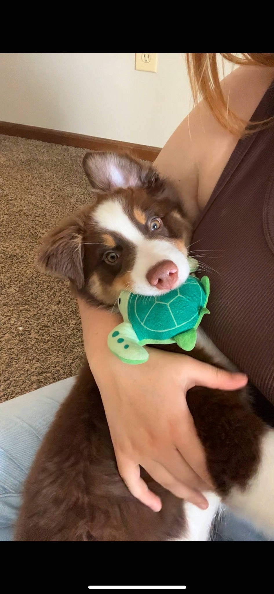 Chief joined the competition — help win amazing prizes! carnivore, chest, companion_dog, cool, dog, dog_breed, dog_supply, ear, eyewear, fawn, fur, gesture, happy, jewellery, personal_protective_equipment, snout, t_shirt, toy_dog, whiskers, working_animal