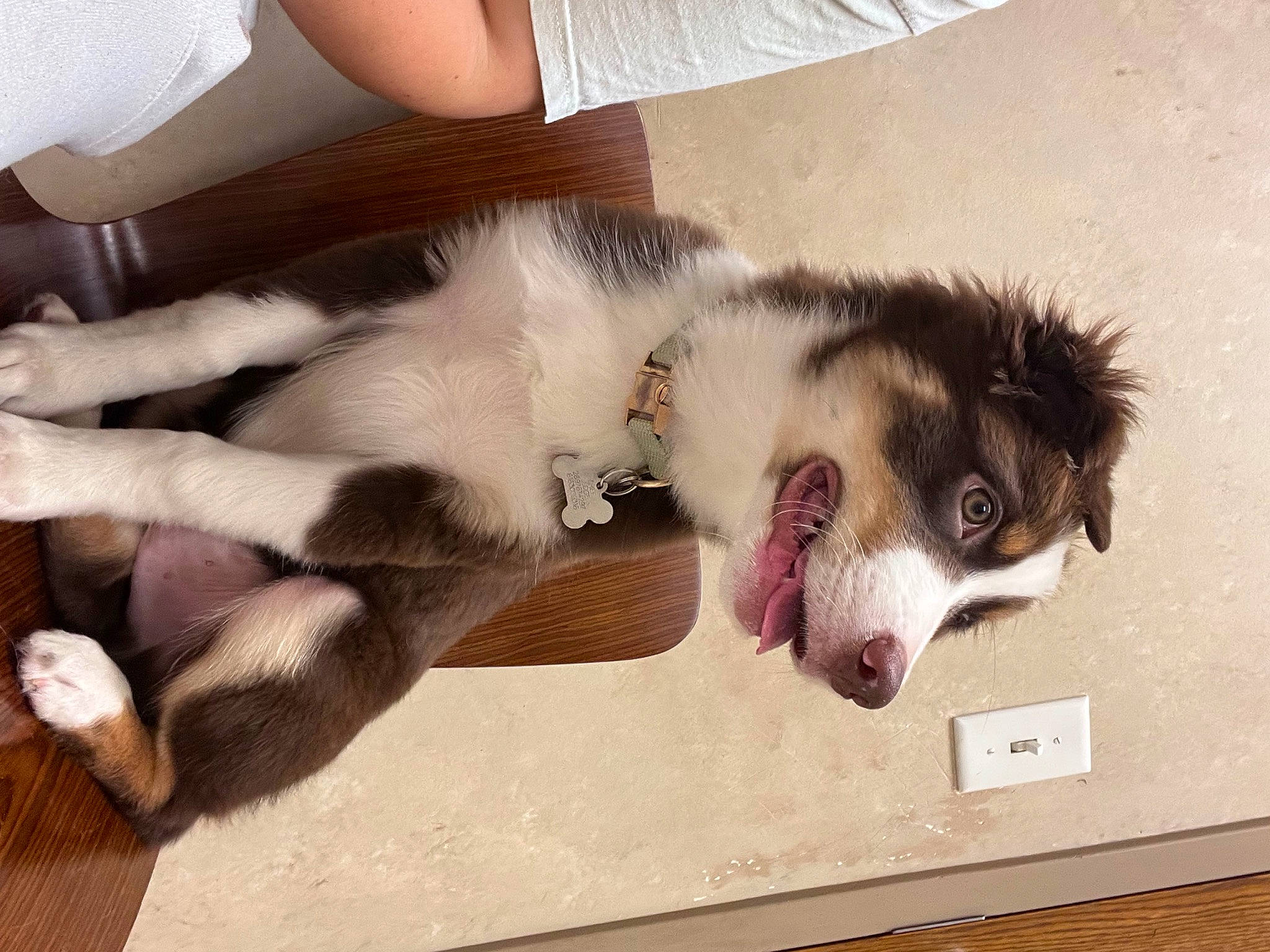 Chief is registered to the contest to win money with this photo: bored, canidae, carnivore, companion_dog, dog, dog_breed, fang, fawn, foot, fur, paw, pet_supply, puppy, snout, sporting_group, tail, terrestrial_animal, toy_dog, working_animal, working_dog