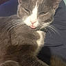 cat, gray_cat, white_chest, pet, animal, close_up, portrait, sleepy, tongue_out, whiskers, ears, fur, indoor, home, lap, relaxed, sitting, cozy, candid, cute