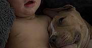 Kingstone joined the competition — help win amazing prizes! baby, child, puppy, dog, sleeping, cuddle, blanket, diaper, cozy, rest, nap, infant, pet, companion, cute, tender, warm, indoor, relax, peaceful
