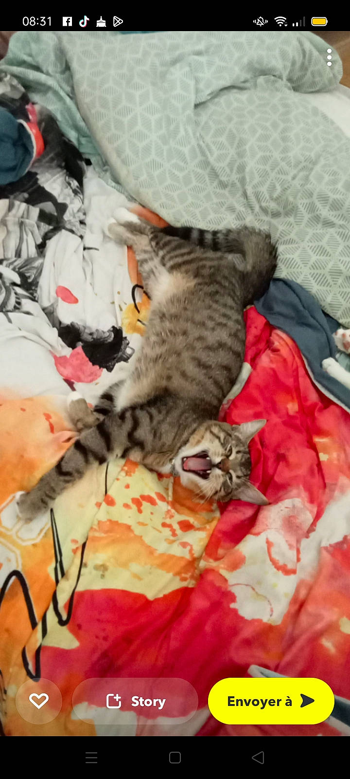 Filou participe au concours pour gagner de l'argent avec cette photo : bed, blanket, carmine, carnivore, cat, claw, comfort, domestic_short_haired_cat, felidae, fur, grey, linens, nap, pattern, paw, small_to_medium_sized_cats, tail, whiskers