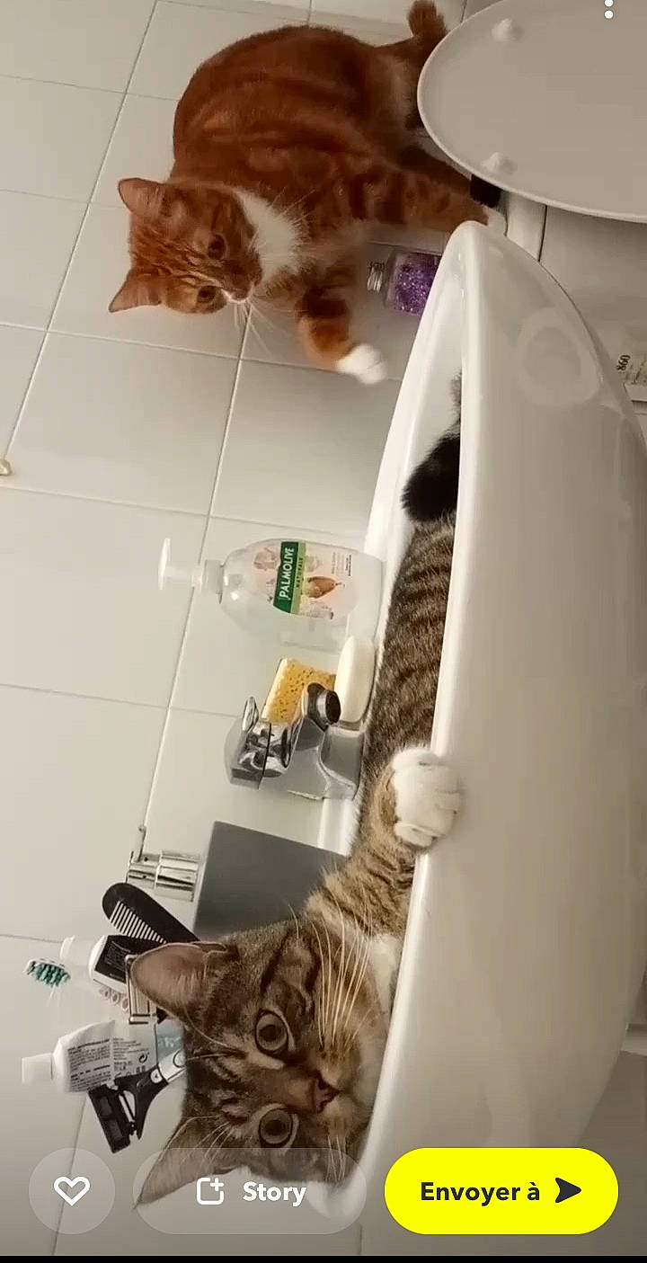 Filou a rejoint le concours — aidez-le/la à gagner de superbes lots ! carnivore, cat, comfort, domestic_short_haired_cat, eyewear, fawn, felidae, fur, paper, plumbing, plumbing_fixture, room, shelf, small_to_medium_sized_cats, snapshot, tail, tap, textile, toy, whiskers
