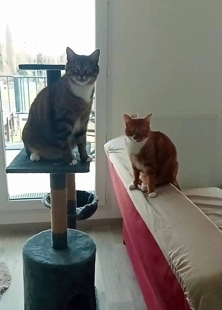 Filou a rejoint le concours — aidez-le/la à gagner de superbes lots ! black_cat, carnivore, cat, chair, comfort, domestic_short_haired_cat, felidae, fur, grey, hardwood, interior_design, mammal, plant, room, small_to_medium_sized_cats, tail, vertebrate, whiskers, window, wood