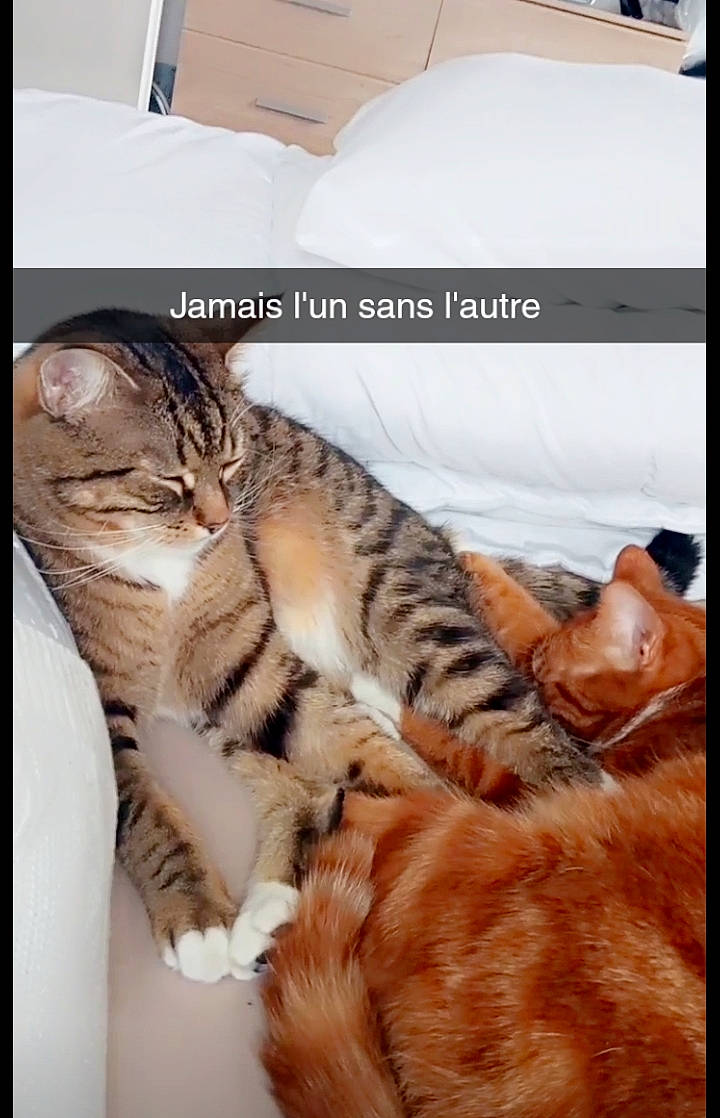 Tigrou a rejoint le concours — aidez-le/la à gagner de superbes lots ! carnivore, cat, claw, comfort, domestic_short_haired_cat, fawn, felidae, font, foot, fur, nap, paw, photo_caption, siberian_tiger, small_to_medium_sized_cats, snout, tail, terrestrial_animal, whiskers, wildlife