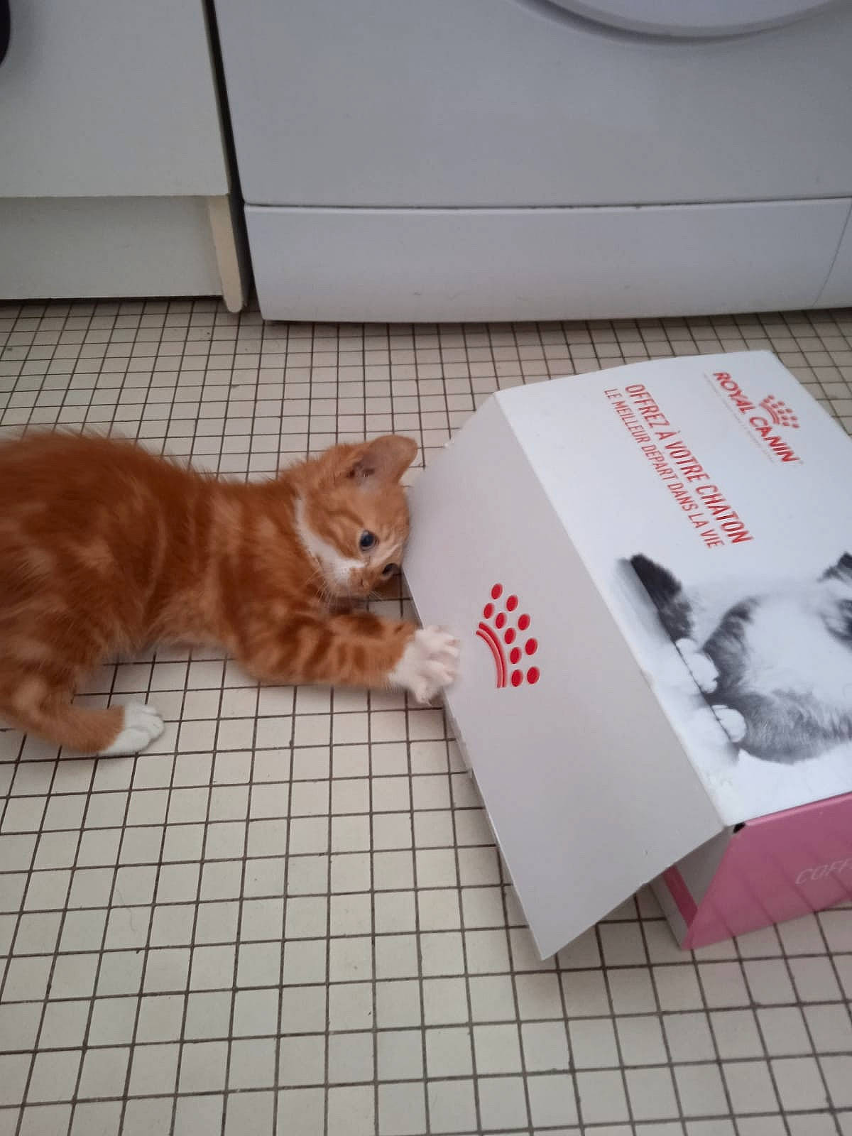 Tigrou a rejoint le concours — aidez-le/la à gagner de superbes lots ! book, brand, canidae, carmine, carnivore, cat, comfort, domestic_short_haired_cat, felidae, flooring, fur, hardwood, paw, publication, room, small_to_medium_sized_cats, tail, terrestrial_animal, whiskers, wood