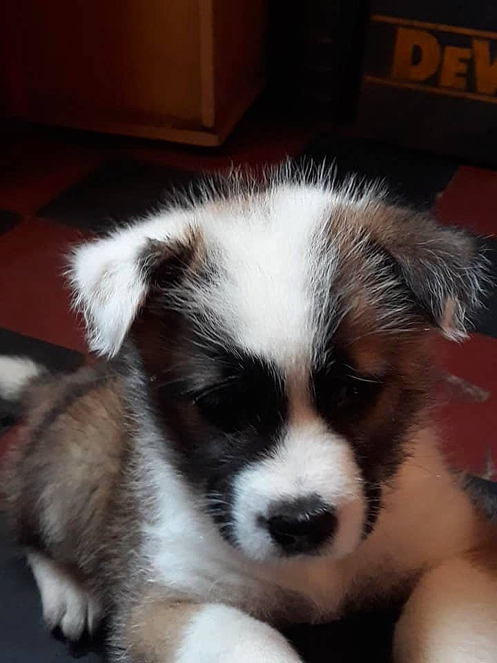 Kendra participe au concours pour gagner de l'argent avec cette photo : australian_shepherd, canidae, carnivore, companion_dog, dog, dog_breed, elo, mammal, miniature_australian_shepherd, nose, puppy, puppy_love, rare_breed_dog, thai_bangkaew_dog, vertebrate