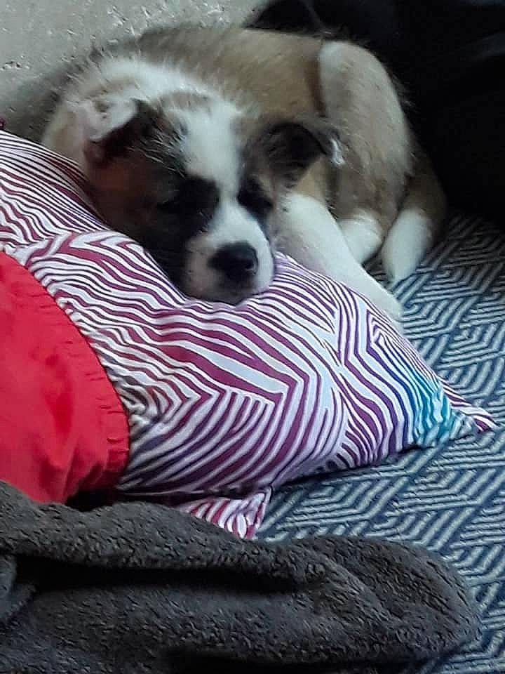 Kendra a rejoint le concours — aidez-le/la à gagner de superbes lots ! australian_shepherd, canidae, carnivore, companion_dog, dog, dog_breed, mammal, miniature_australian_shepherd, mucuchies, puppy, sporting_group, vertebrate