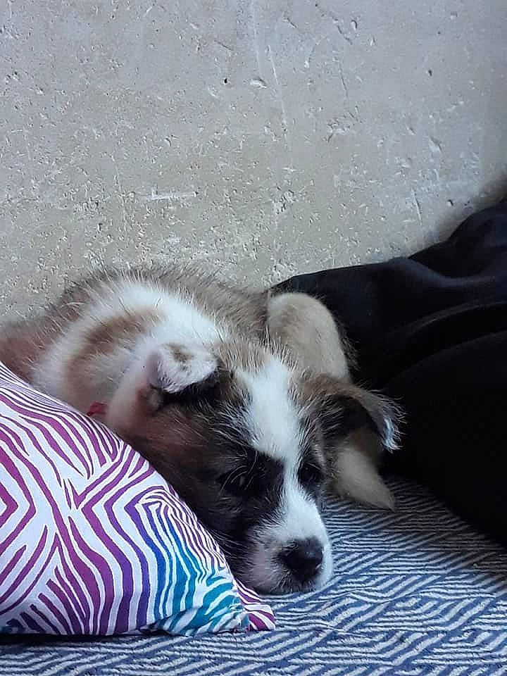 Kendra participe au concours pour gagner de l'argent avec cette photo : australian_shepherd, border_collie, canidae, carnivore, companion_dog, dog, dog_breed, mammal, miniature_australian_shepherd, puppy, snout, vertebrate