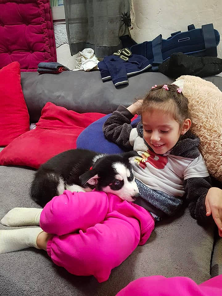 Shadow participe au concours pour gagner de l'argent avec cette photo : canidae, child, comfort, companion_dog, dog_breed, joy, lap, nap, person, pink, play, sporting_group, toddler