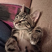 Mr. Waffles joined the competition — help win amazing prizes! cat, kitten, tabby, feline, pet, animal, close_up, portrait, lying_down, belly_up, raised_paws, whiskers, ears, green_eyes, striped_fur, fluffy, cute, cozy, couch, blanket