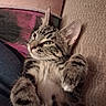 cat, kitten, tabby, feline, pet, animal, close_up, portrait, lying_down, belly_up, raised_paws, whiskers, ears, green_eyes, striped_fur, fluffy, cute, cozy, couch, blanket
