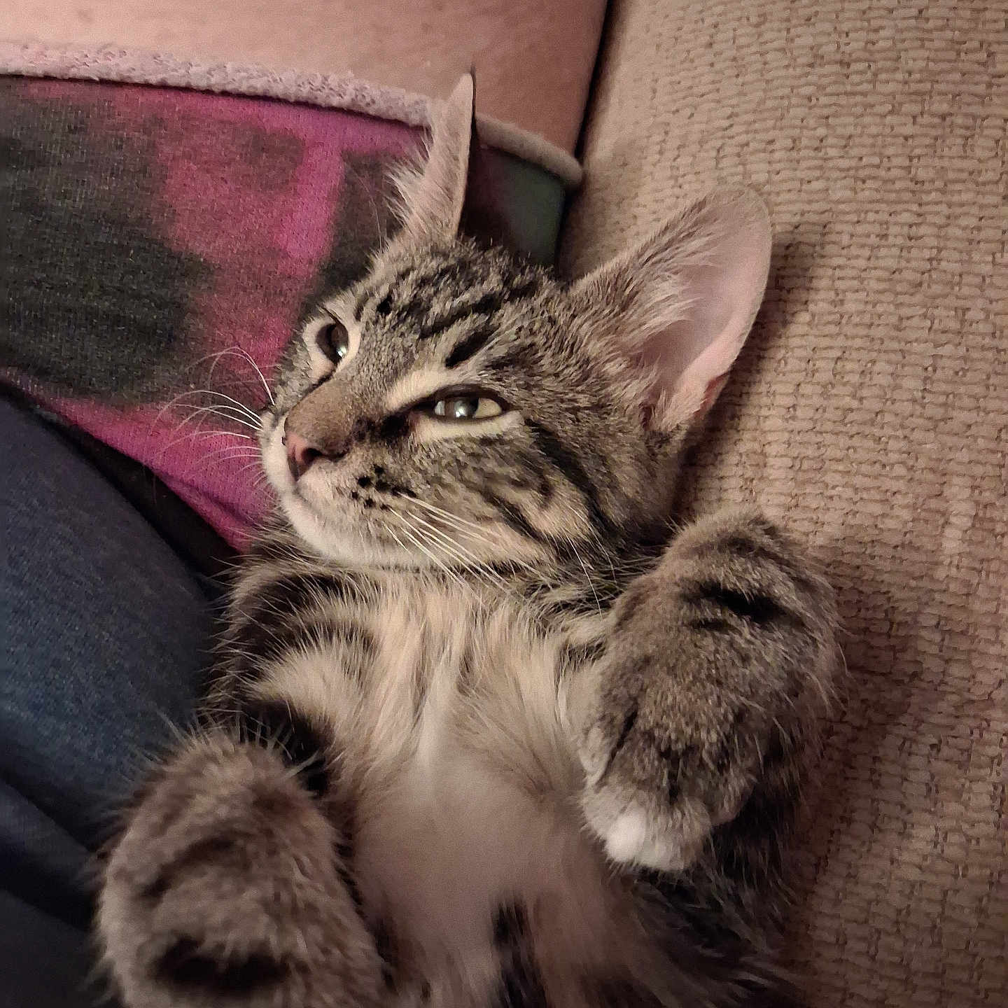 Mr. Waffles