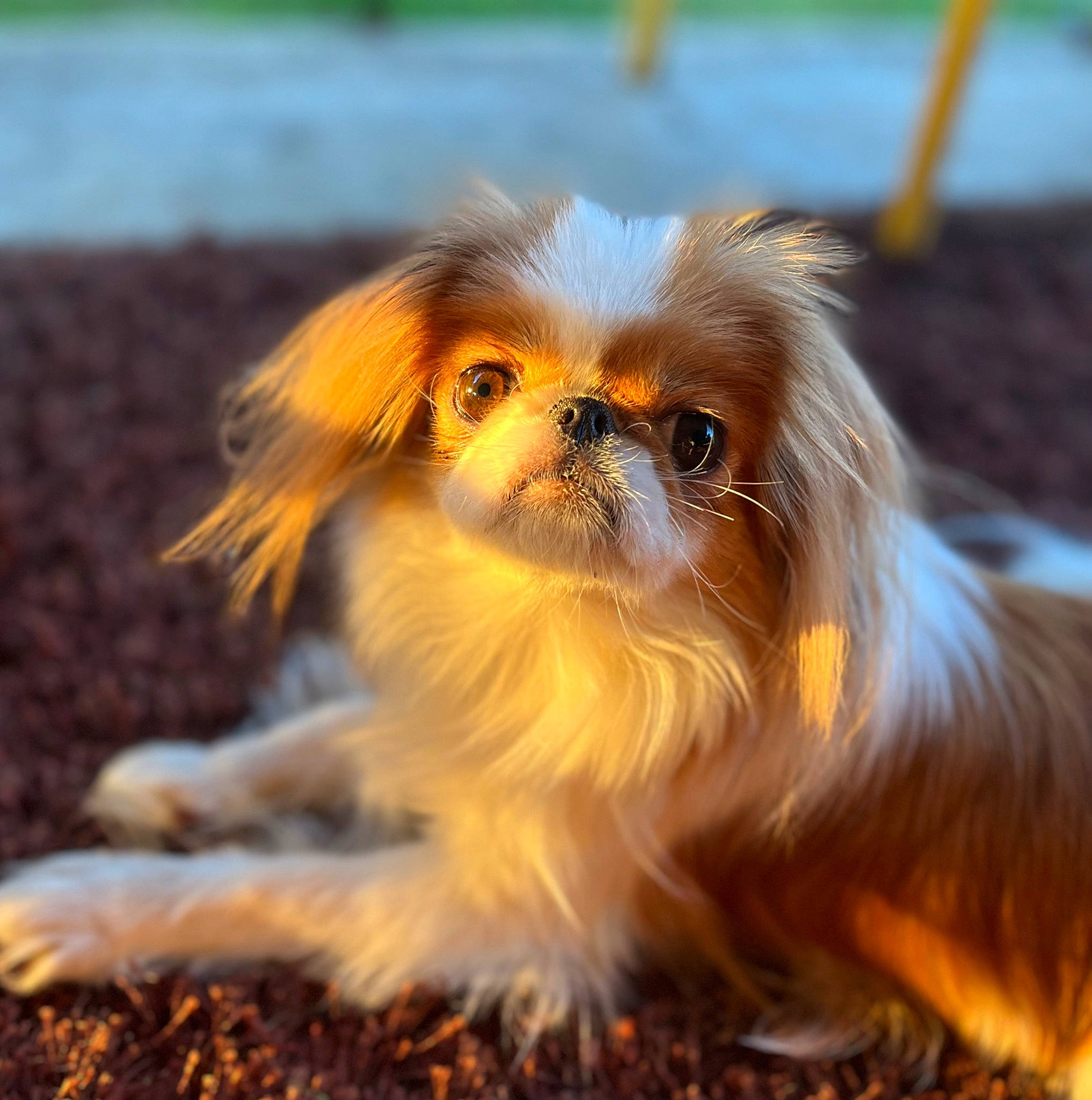 Chanel is registered to the contest to win money with this photo: canidae, carnivore, close_up, companion_dog, dog, dog_breed, eye, fawn, fur, liver, non_sporting_group, primate, puppy, snout, soil, sporting_group, terrestrial_animal, toy_dog, whiskers, working_animal