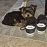 dog, puppy, sneakers, adidas, rug, indoor, floor, wicker_chair, pet, curious, small_dog, fur, black_and_brown, cozy, resting, shoes, footwear, carpet, home, animal