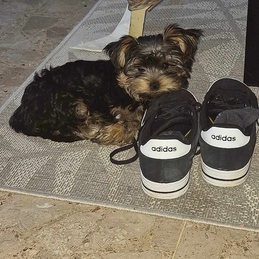 Biscuit a rejoint le concours — aidez-le/la à gagner de superbes lots ! dog, puppy, sneakers, adidas, rug, indoor, floor, wicker_chair, pet, curious, small_dog, fur, black_and_brown, cozy, resting, shoes, footwear, carpet, home, animal