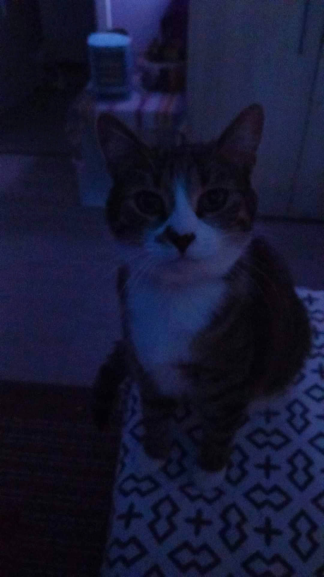 Yuki participe au concours pour gagner de l'argent avec cette photo : carnivore, cat, darkness, domestic_short_haired_cat, door, felidae, fur, night, small_to_medium_sized_cats, snout, tail, whiskers