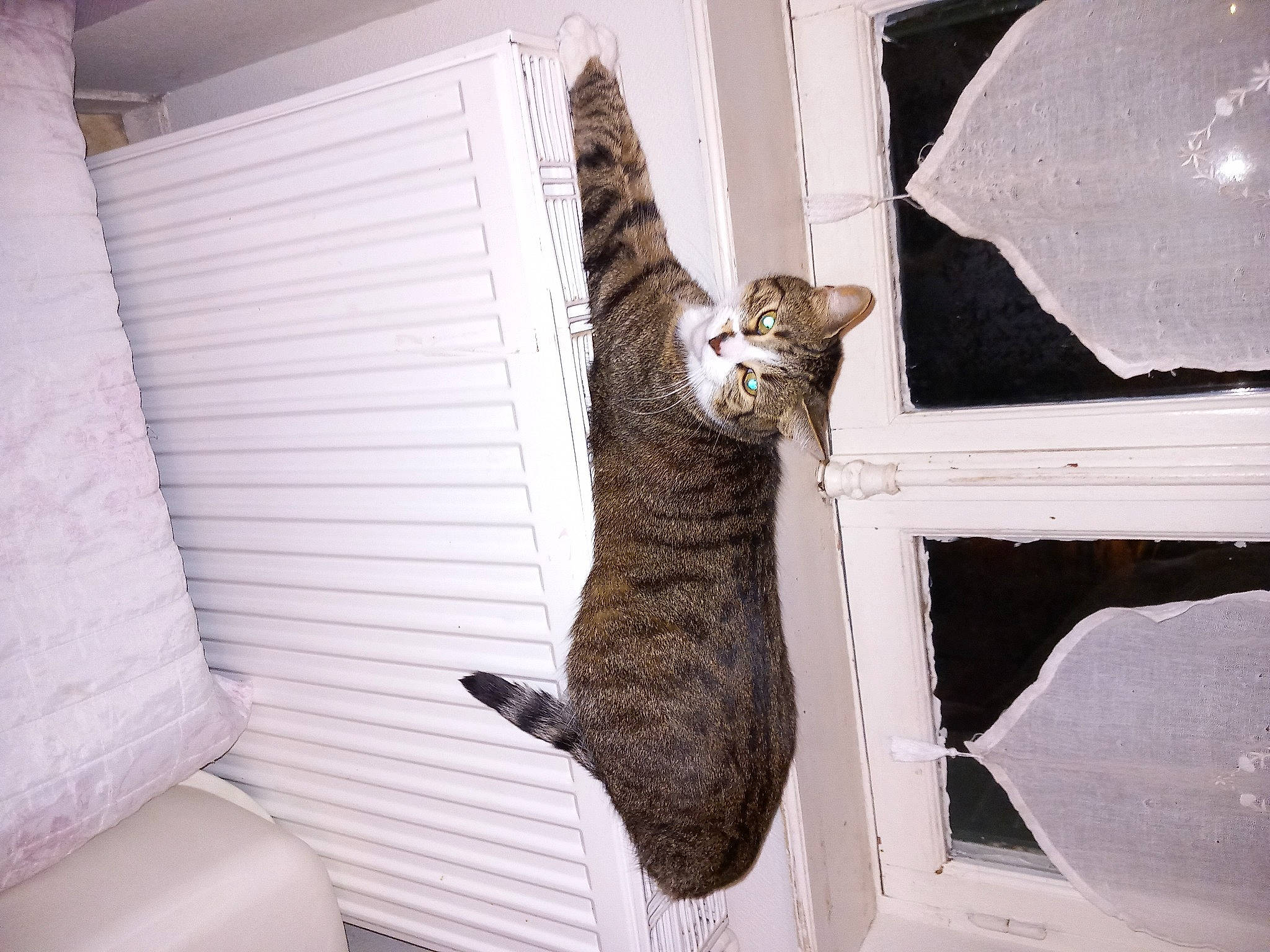 Yuki a rejoint le concours — aidez-le/la à gagner de superbes lots ! canidae, carnivore, cat, comfort, couch, domestic_short_haired_cat, felidae, fur, hardwood, paw, room, small_to_medium_sized_cats, tail, whiskers, window_covering, wood