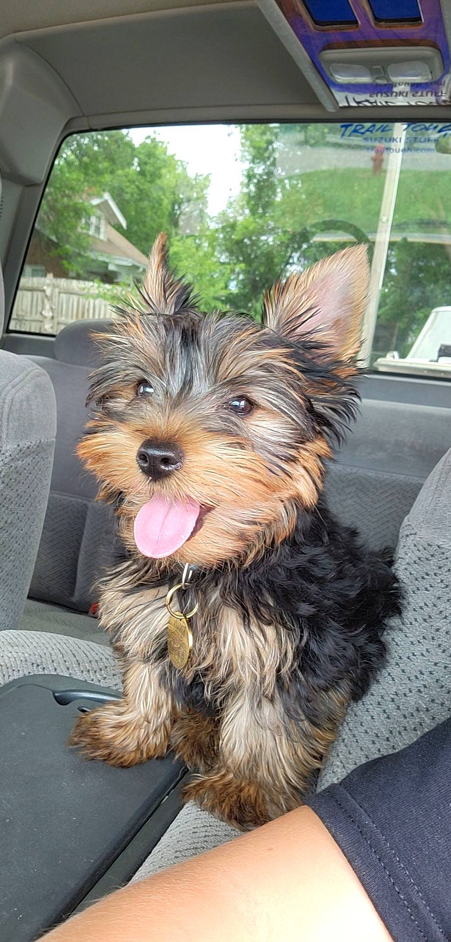 Benson joined the competition — help win amazing prizes! carnivore, collar, companion_dog, dog, dog_breed, dog_supply, fashion_accessory, fawn, fur, liver, plant, small_terrier, snout, sporting_group, terrier, toy_dog, tree, water_dog, working_animal, yorkshire_terrier