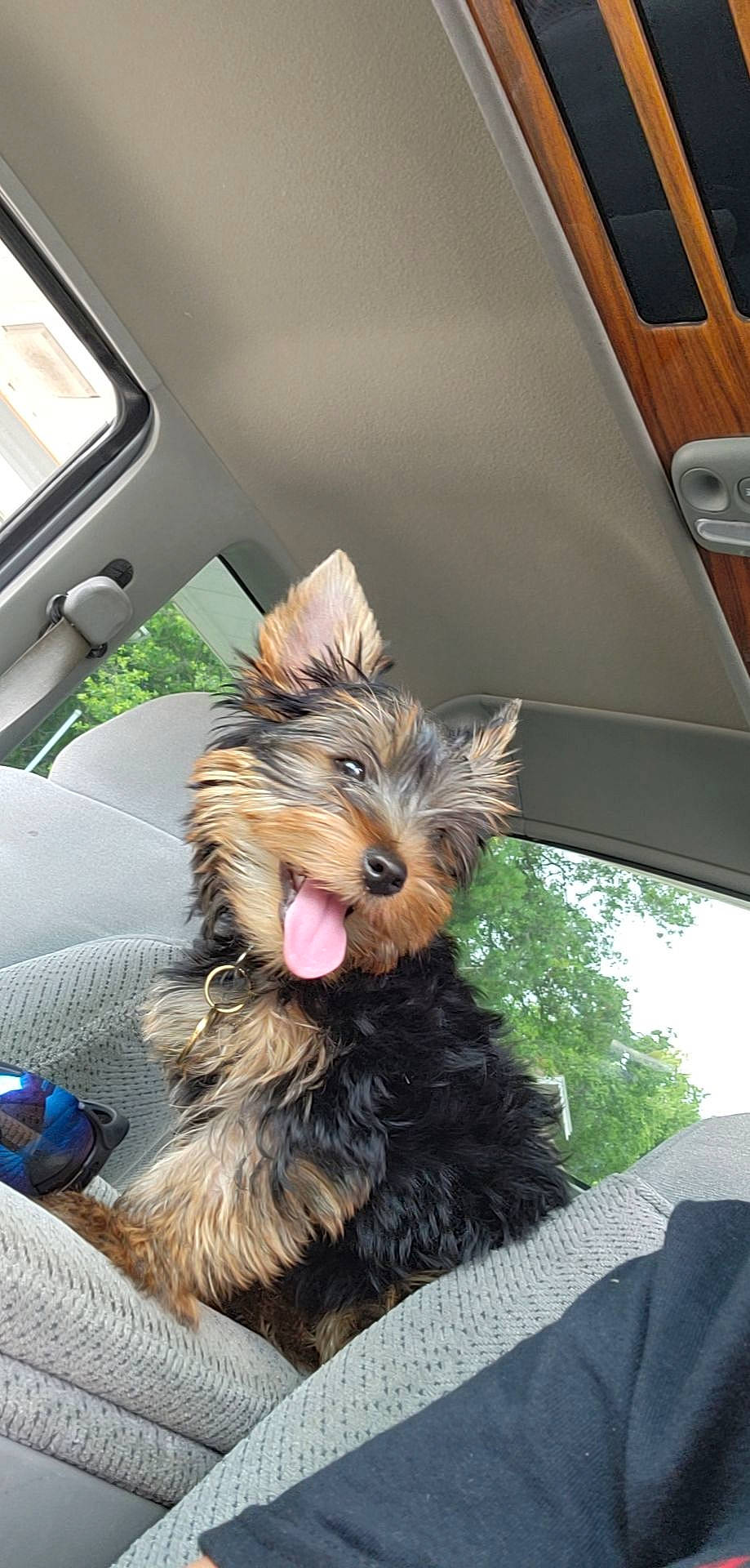 Benson is registered to the contest to win money with this photo: car, carnivore, collar, companion_dog, dog, dog_breed, dog_supply, fawn, fur, liver, small_terrier, snout, sporting_group, terrier, toy_dog, vehicle, wood, working_animal, yorkipoo, yorkshire_terrier