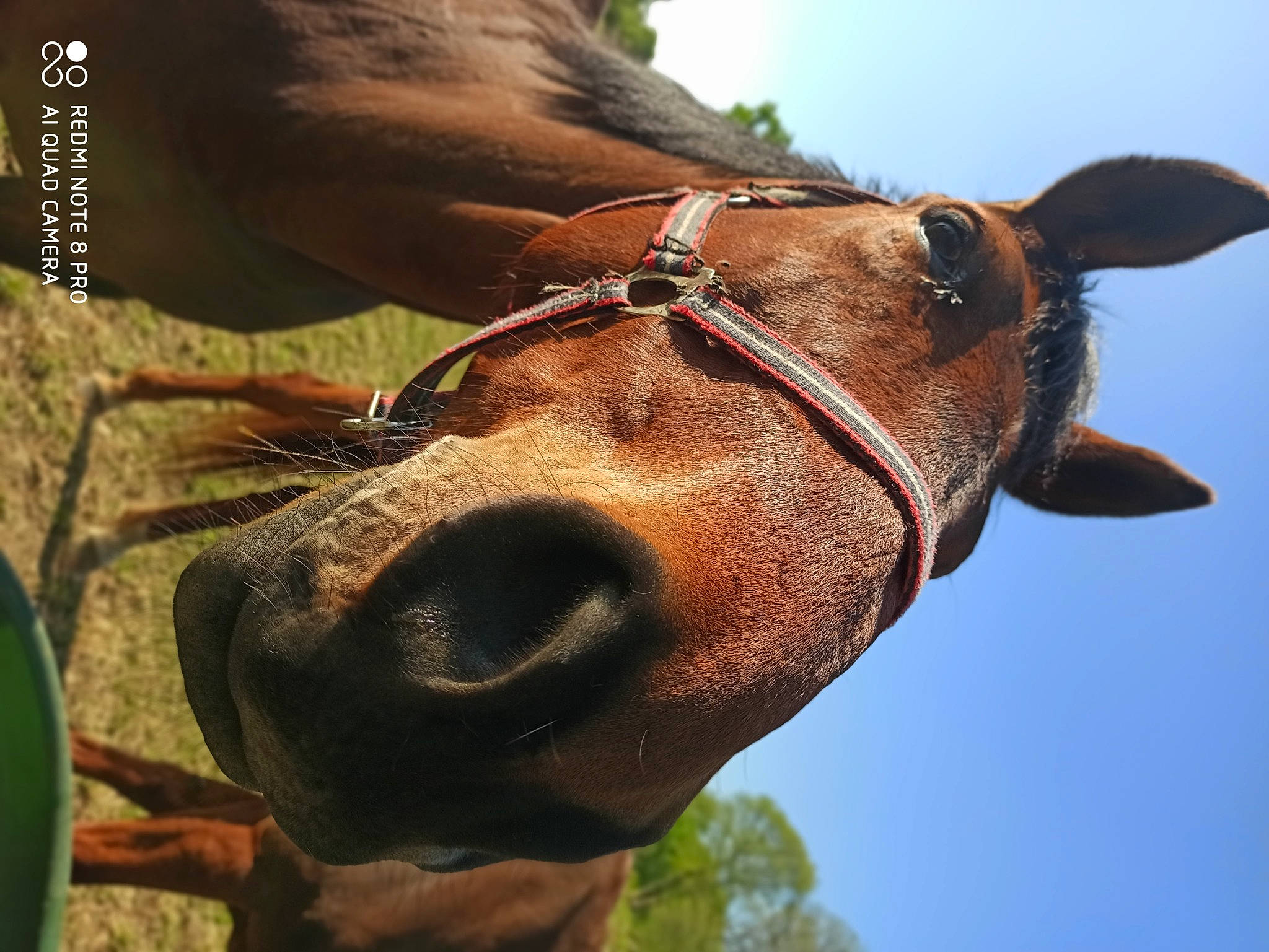 Sospi participe au concours pour gagner de l'argent avec cette photo : adaptation, bridle, close_up, ear, eye, halter, horse, horse_tack, livestock, mare, nose, organism, pack_animal, photography, rein, sky, snout, sorrel, wildlife, working_animal
