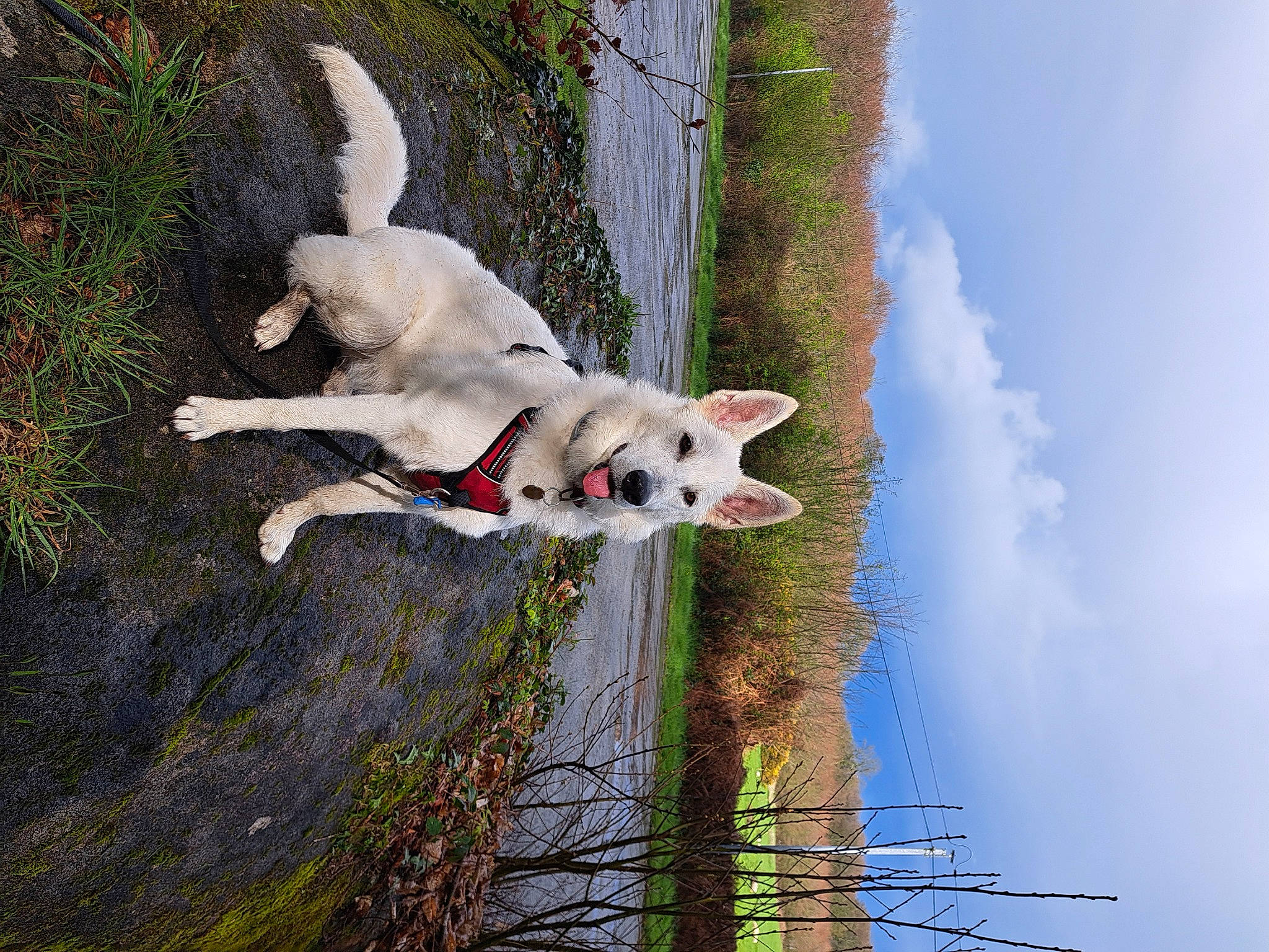 Urlha a rejoint le concours — aidez-le/la à gagner de superbes lots ! adventure, canidae, carnivore, cloud, collar, companion_dog, dog, dog_breed, fawn, grass, non_sporting_group, plant, reservoir, sky, sporting_group, tail, tree, water, working_animal