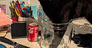 Prettygirl joined the competition — help win amazing prizes! black_cat, black_fur, cat, clutter, coca_cola_can, comb, curiosity, curious_cat, desk, domestic_animal, glass_jar, household_items, indoor, lamp, pens, pet, sticky_notes, table, water_bottle, wide_eyes