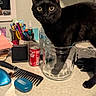 Prettygirl joined the competition — help win amazing prizes! black_cat, black_fur, cat, clutter, coca_cola_can, comb, curiosity, curious_cat, desk, domestic_animal, glass_jar, household_items, indoor, lamp, pens, pet, sticky_notes, table, water_bottle, wide_eyes