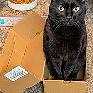 Prettygirl joined the competition — help win amazing prizes! cat, black_cat, cardboard_box, box, pet_food, food_bowl, carpet, whiskers, green_eyes, indoor, pet, feline, sitting, cute, curious, portrait, close_up, home, domestic, playful