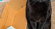 Prettygirl joined the competition — help win amazing prizes! black_cat, box, cardboard_box, carpet, cat, close_up, curious, cute, domestic, feline, food_bowl, green_eyes, home, indoor, pet, pet_food, playful, portrait, sitting, whiskers