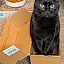 cat, black_cat, cardboard_box, box, pet_food, food_bowl, carpet, whiskers, green_eyes, indoor, pet, feline, sitting, cute, curious, portrait, close_up, home, domestic, playful