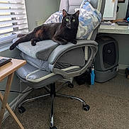 Prettygirl is registered to the contest to win money with this photo: black_cat, blinds, carpet, cat, cat_litter_box, certificate, chair_armrest, cushion, desk, feline, framed_document, green_eyes, home_office, indoor, office_chair, pet, pillow, relaxed, remote_control, window