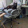 black_cat, blinds, carpet, cat, cat_litter_box, certificate, chair_armrest, cushion, desk, feline, framed_document, green_eyes, home_office, indoor, office_chair, pet, pillow, relaxed, remote_control, window